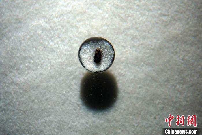 国博展出的新石器时代·碳化稻米遗存(距今约11000-8500年)。 <a target='_blank' data-cke-saved-href='/' href='/'><p align=