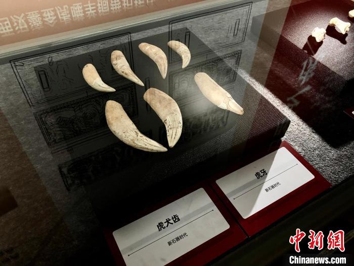 图为新石器时期的虎犬齿、虎牙。 钟旖 摄